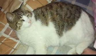 吃瓜群众视频猫咪,萌宠版“娱乐圈”幕后花絮大揭秘